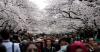 Tahun Ini Bunga Sakura Mekar Lebih Awal di Jepang, Ini Waktunya