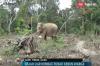 Kawanan Gajah Kembali Rusak Kebun Warga Aceh Timur