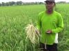 Belasan Hektare Padi Diserang Hama Sundep, Petani Terancam Merugi 