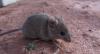 Tikus Gentayangan di Rumah Sakit, Gigit Pasien yang Sedang Koma