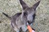Gara-Gara Wortel, Banyak Kanguru Serang Turis di Australia