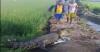 Heboh, Warga Bombana Tangkap Buaya Muara Raksasa di Sawah