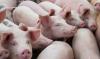 Puluhan Bangkai Babi yang Mengambang di Danau Siombak Terjangkit Virus Hog Cholera