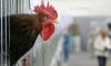  Belasan Bule Protes soal Kokok Ayam, Begini Tanggapan Dispar Bali