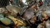 Gara-Gara Kepiting, Nelayan dan Pedagang Ikan di Bantul Jadi Tersangka