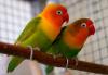 Maling Burung Beraksi di Sawangan, Lovebird Jutaan Rupiah Amblas