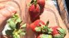 Heboh Strawberry Mengandung Jarum di Australia