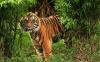 Harimau Sumatera Serang Warga di Pagaralam hingga Tewas, Tubuh Korban Tersisa Tulang