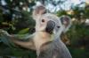 Kendalikan Populasi, Koala di Australia Dipasangi KB Implan