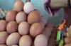 Jelang Lebaran, Harga Telur Ayam di Makassar Naik Jadi Rp50.000 per Kilogram