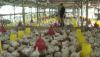 Ayam dari Brasil Mau Masuk Indonesia, Peternak Terancam Bangkrut