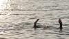2 Pelajar SMP di Botomozui Nias Hilang saat Memancing di Sungai Muzoi