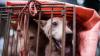 Pemilik 6 Anjing yang Disiram Air Panas: Saya Lihat Kulit Mereka Terkelupas Perlahan
