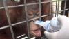 37 Orangutan Terserang ISPA Dirawat Intensif di Pusat Rehabilitasi Nyaru Menteng