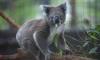 Ratusan Ekor Koala Dikhawatirkan Mati akibat Kebakaran Hutan di Australia