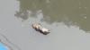 Puluhan Bangkai Babi Mengambang di Danau Siombak Medan dan Timbulkan Bau Busuk