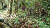 100 Prajurit Brigade Infanteri 20 Kostrad Ikut Latihan Pertempuran Hutan di Papua