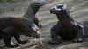 Viral Komodo Mau Masuk PLTD, PLN: Mungkin Mereka Senang yang Hangat