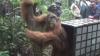Orang Utan Tapanuli Dilepasliarkan BBKSDA Sumut Usai Sembuh dari Luka Sajam