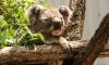 Terjebak Kebakaran Hutan Australia, Puluhan Koala Berhasil Diselamatkan