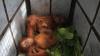 BBTNGL Selamatkan 2 Anak Orangutan dari Perdagangan Satwa Dilindungi di Langkat Sumut