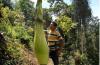 2 Bunga Bangkai Setinggi 2,5 Meter Ditemukan di Kebun Milik Warga Agam Sumbar