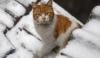 Viral Jagal Kucing di Medan untuk Dimakan, Harga Daging Dijual Rp70.000/Kg