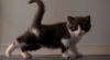 Guru Besar Unair Sebut Kucing Paling Rentan Terinfeksi Covid-19