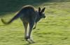 Kanguru Melompat-lompat di Tengah Kota Adelaide yang Lengang karena Lockdown