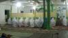 Jemaah Tarekat Naqsabandiyah Padang Hari Ini Mulai Puasa