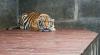   Ribuan Perempuan di Desa Ini Jadi Janda Gara-Gara Harimau