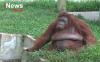 Pakan Satwa di Medan Zoo Sudah Terpenuhi, Bantuan dari Pemerintah dan Relawan