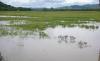 Banjir Bandang Terjang Puluhan Hektare Sawah Siap Panen, Petani Lubuklinggau Rugi