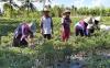 Petani Kulonprogo Tetap Tanam Cabai meski Harga Anjlok