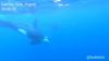 Viral, Gerombolan Paus Orca Muncul di Perairan Biak saat Warga Berenang di Laut