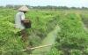 Petani Cabai di Tegal Merugi Hasil Panen Ditawar Rp15.000 per Kg