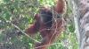 BBKSDA Sumut Lepasliarkan Orangutan Sumatera ke Taman Nasional Gunung Leuser 