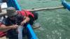 Polisi Tangkap Lim Swie King, Penyelundup 73.200 Benih Lobster