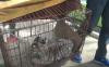 2 Anak Harimau di Semarang Zoo Diberi Nama Covi dan Vivid