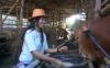 Dari Untung Jual Kambing, Ibu Muda di Tegal Sukses Ternak 70 Sapi