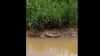 Ngeri! Buaya 3 Meter Muncul di Sungai Batang Hari Padang