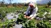 Kebun Strawberry Kalisat Jadi Destinasi Wisata Alternatif di Kaki Gunung Ijen - Bagian 3