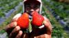 Kebun Strawberry Kalisat Jadi Destinasi Wisata Alternatif di Kaki Gunung Ijen