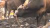 Bukan Rumput, Gerombolan Sapi di Padang Makan Sampah