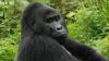  Bunuh Gorila Gunung Berusia 25 Tahun, Pria Uganda Dipenjara 11 Tahun