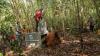 Tim Gabungan Selamatkan Orang Utan Jantan Dewasa dari Kebun Warga di Ketapang