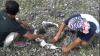 Ratusan Fosil Kerang Kima Ada di Wakatobi, Terancam Rusak akibat Tambang Batu