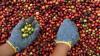 Kopi Robusta Indonesia Paling Dicari Pencinta Kopi Australia