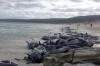 70 Paus Terdampar di Pantai Pulau Tasmania, Penyebab Masih Misterius