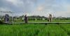 Svargabumi Magelang, Destinasi Instagramable di Tengah Sawah Berlatar Borobudur